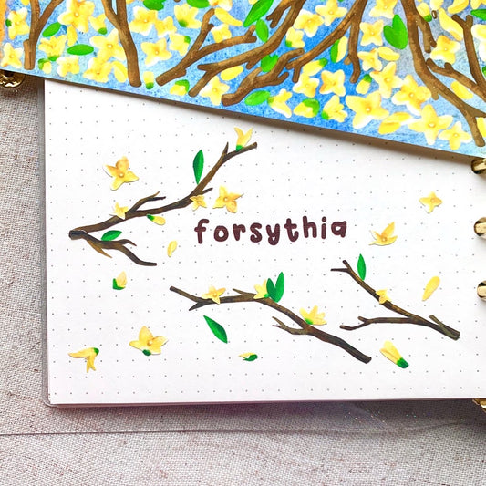 Forsythia (Forsythia × intermedia)