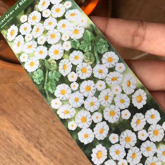 Gardens of Blooming Daisy