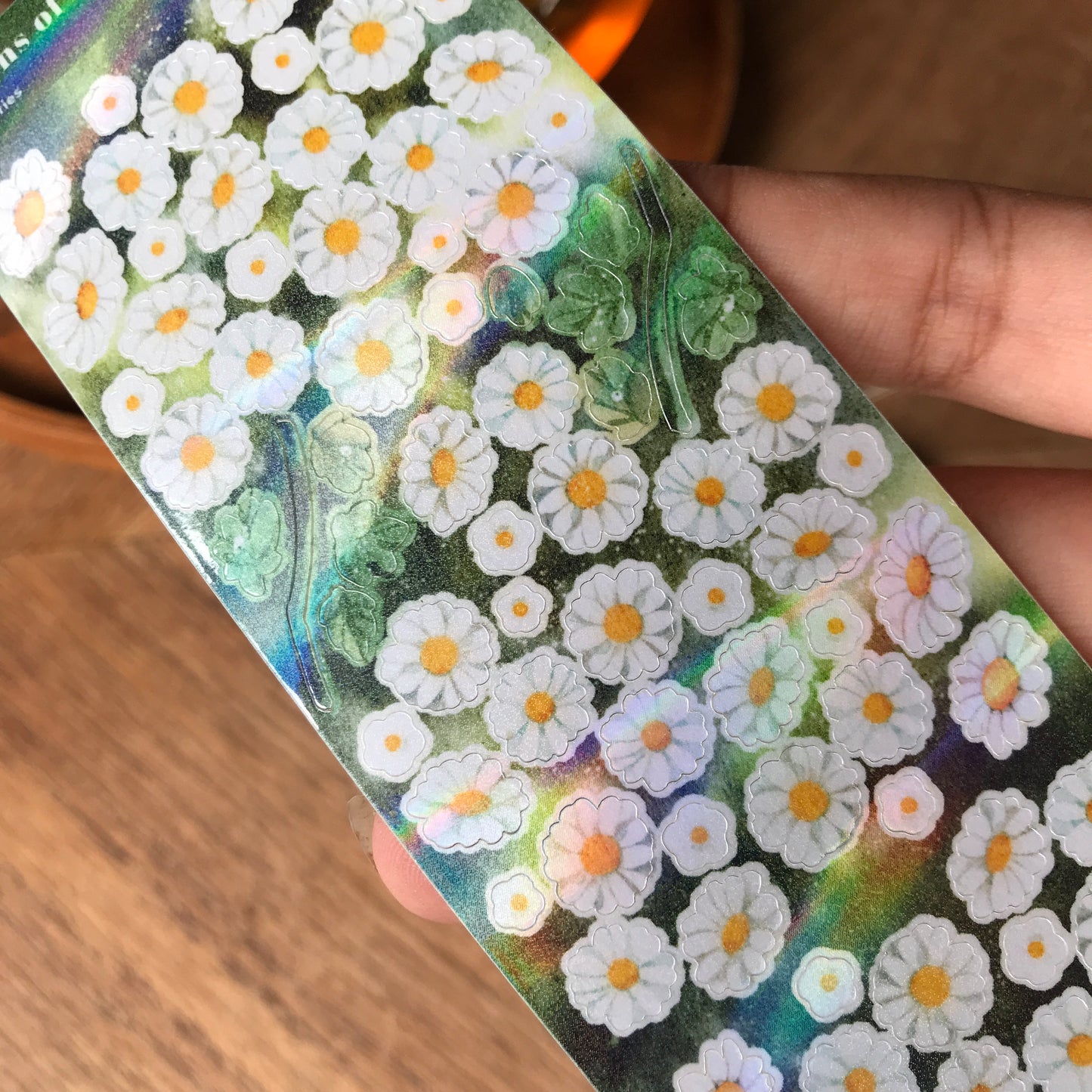 Gardens of Blooming Daisy